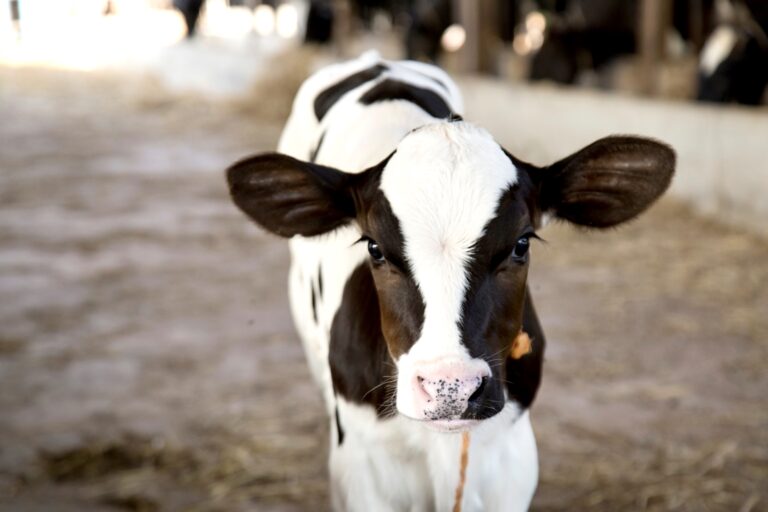Submit Your Comments By June 1st Urging The U.S. Government To Remove Dairy From Their 2020-2025 Dietary Guidelines