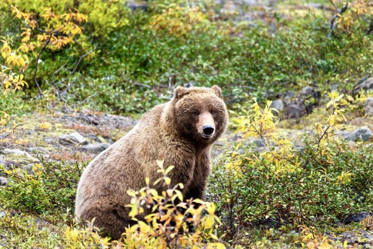 In Response To A Lawsuit By Conservation Groups, The U.S. Forest Service Will Halt Road Construction This Summer In Northern Idaho To Protect Grizzly Bears