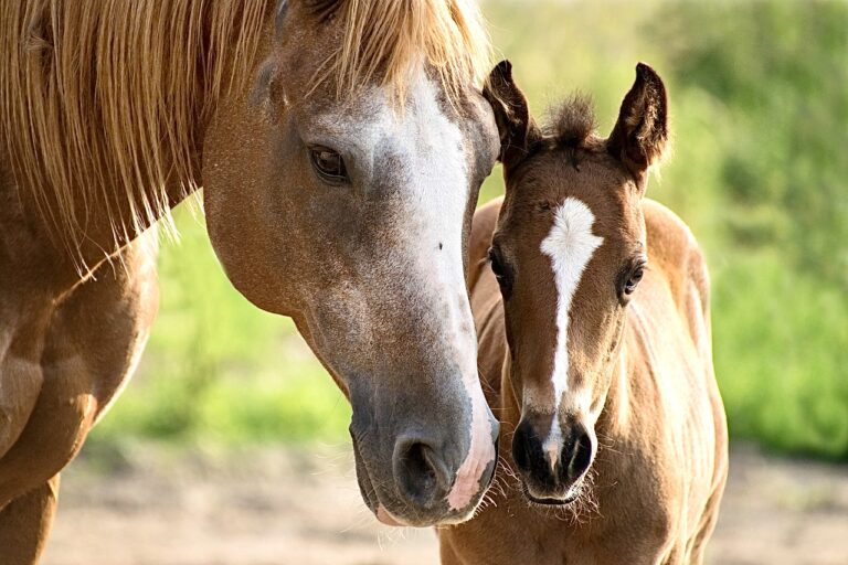 brown horse with foal