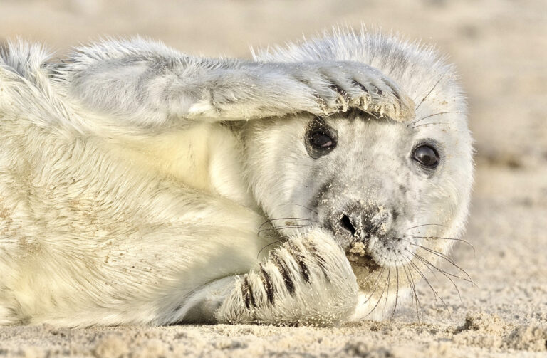 Major Victory As Scotland Passes New Legislation Banning The Shooting Of Seals By The Fisheries Industry