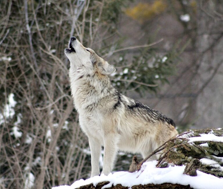 Help Save The Life Of A Rare Gray Wolf Being Targeted By The Livestock Industry In Utah To Be Trapped & Killed