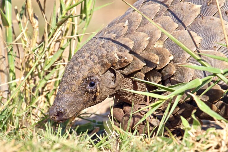EU & Vietnam Approves New Trade Agreement On Animal Welfare & Wildlife Protection