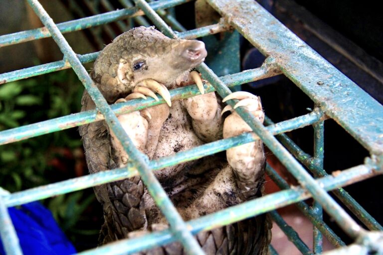 China Upgrades Native Pangolin Protection Status; They Will No Longer Be Used In Traditional Chinese Medicine