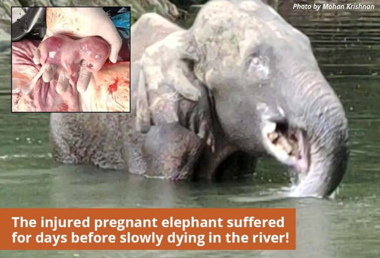 Update! 1st Arrest Has Been Made In Tragic Death Of Pregnant Elephant In India Days After Eating A Pineapple Filled With Explosives; 2 More Suspects At Large