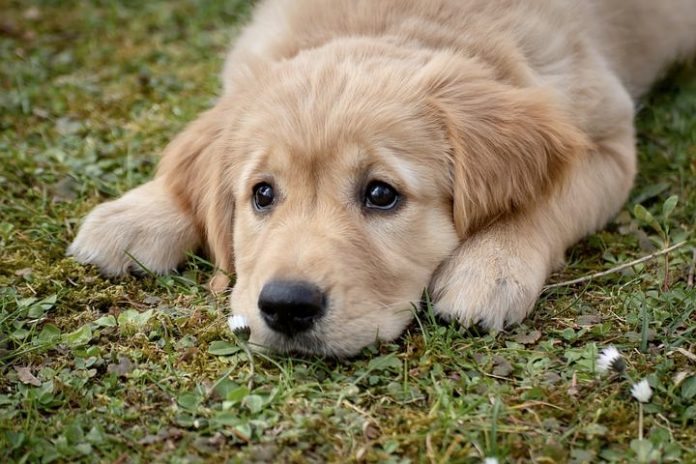 Sad Golden Retriever Puppy World Animal News