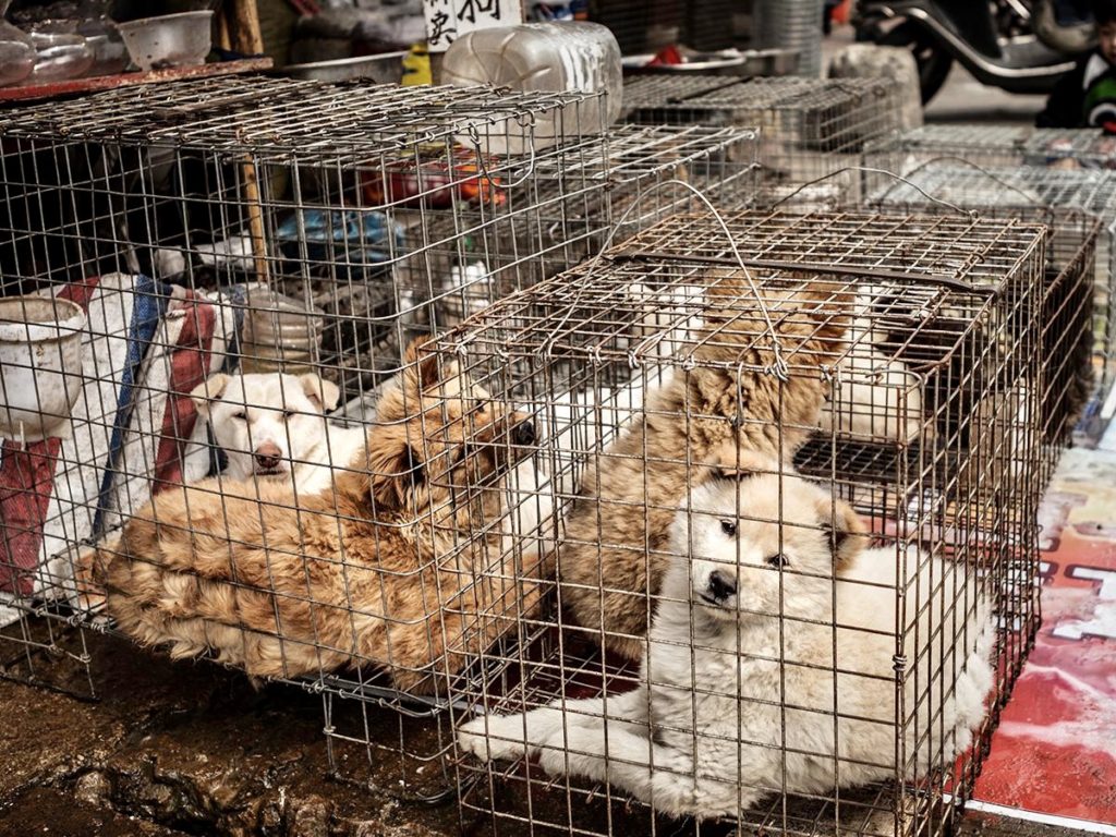 Urgent Call To Action To Stop The Yulin Dog Meat Festival That Is