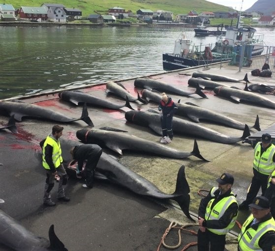 Hundreds Of Whales Brutally Slaughtered In The Faroe Islands During
