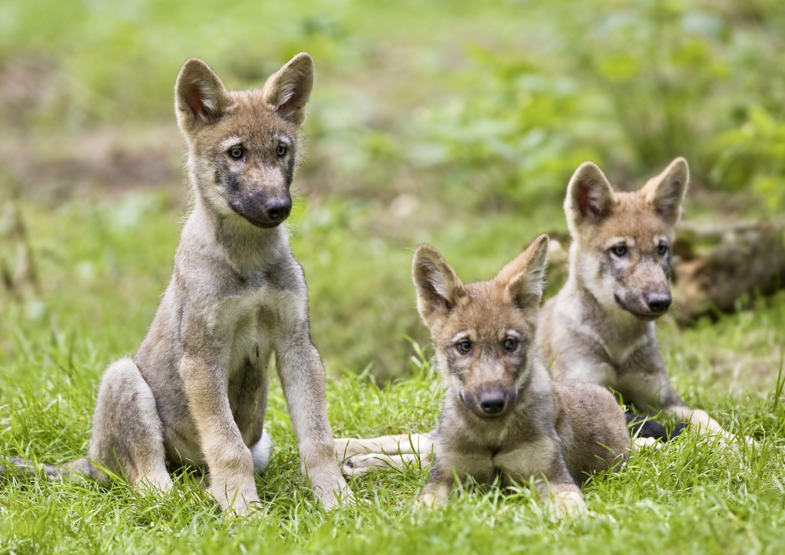 Gray Wolf Puppies