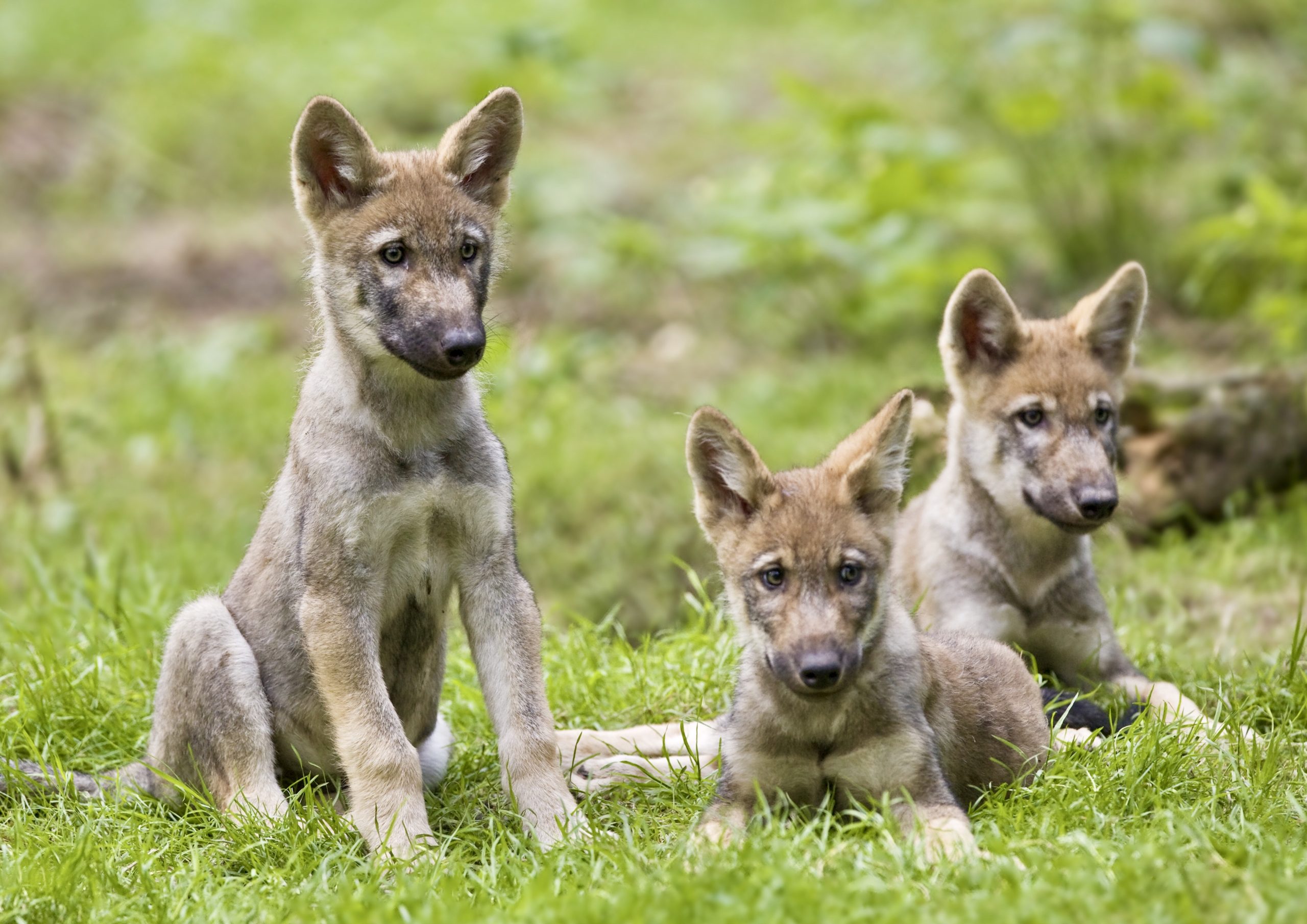 california-gray-wolf-puppies-world-animal-news