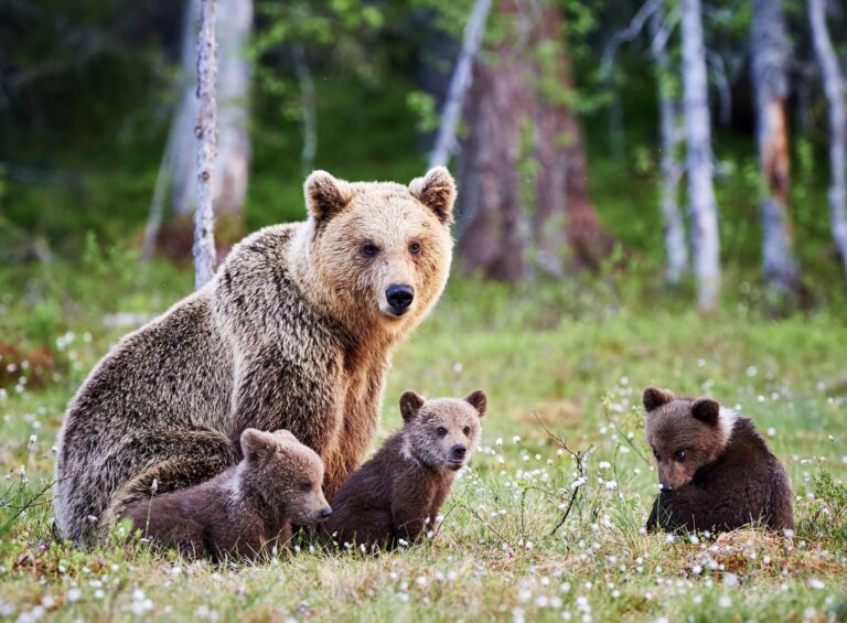 In Defense Of Animals Calls To Restore Obama-era Regulations To Save Alaska’s Bear Cubs & Other Species From Heartless Trophy Hunters