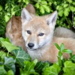 cute wild dog in the wild