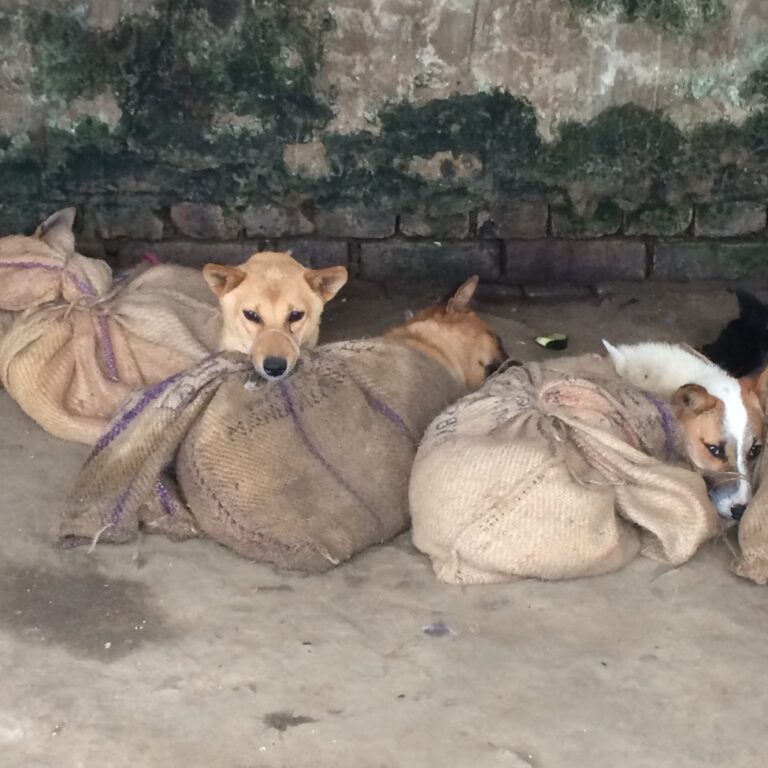 Breaking! India’s Nagaland State Is Ending Its Barbaric Dog Meat Trade Saving The Lives Of 30,000 Dogs Per Year