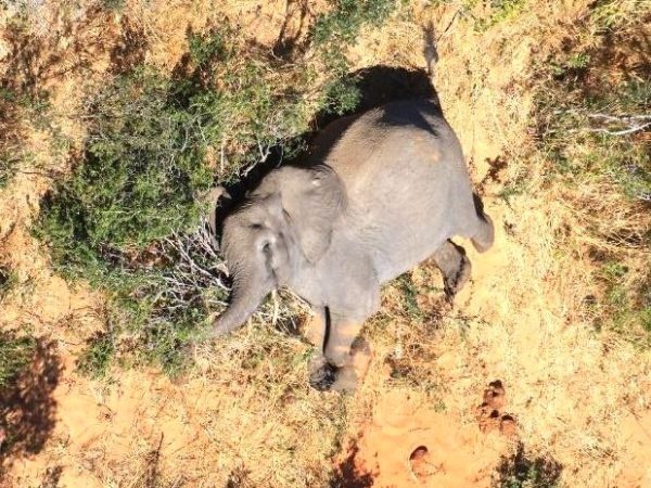 Breaking More Than 300 Elephants Have Mysteriously Died In Botswana With No Evidence Of