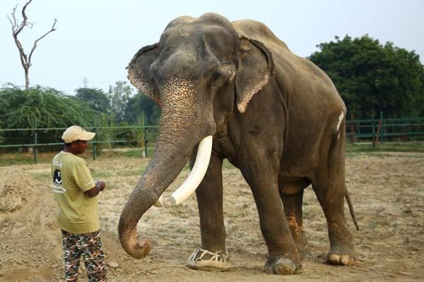 Wildlife SOS Says Goodbye To Their Beloved Elephant King “Gajraj” Who ...