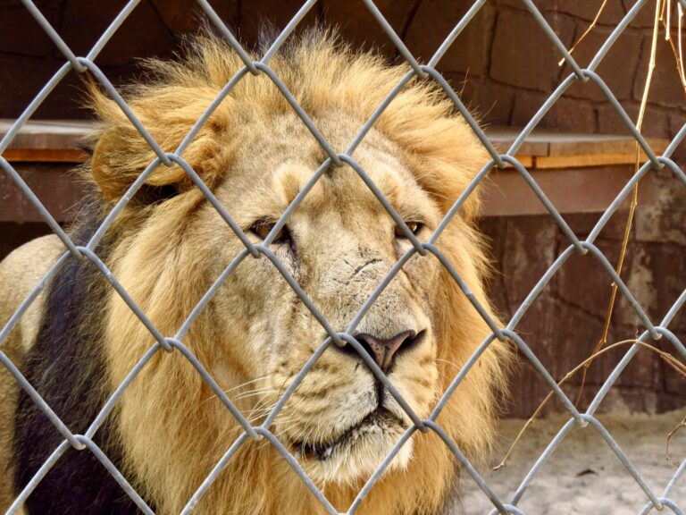 Victory! Wales Joins England & Scotland In Banning Wild Animals In Circuses Beginning December 1, 2020