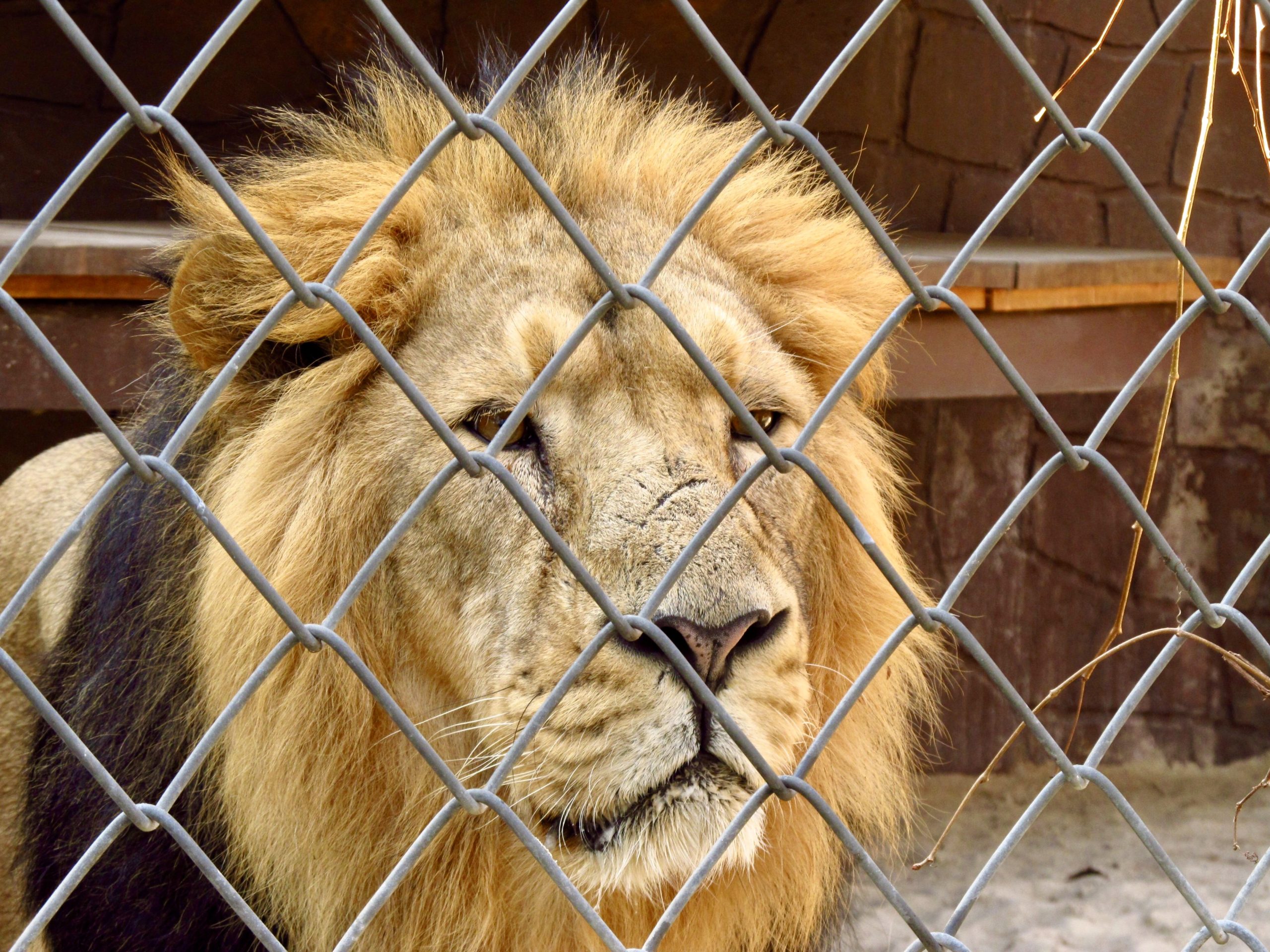 Lion Behind A Fence World Animal News
