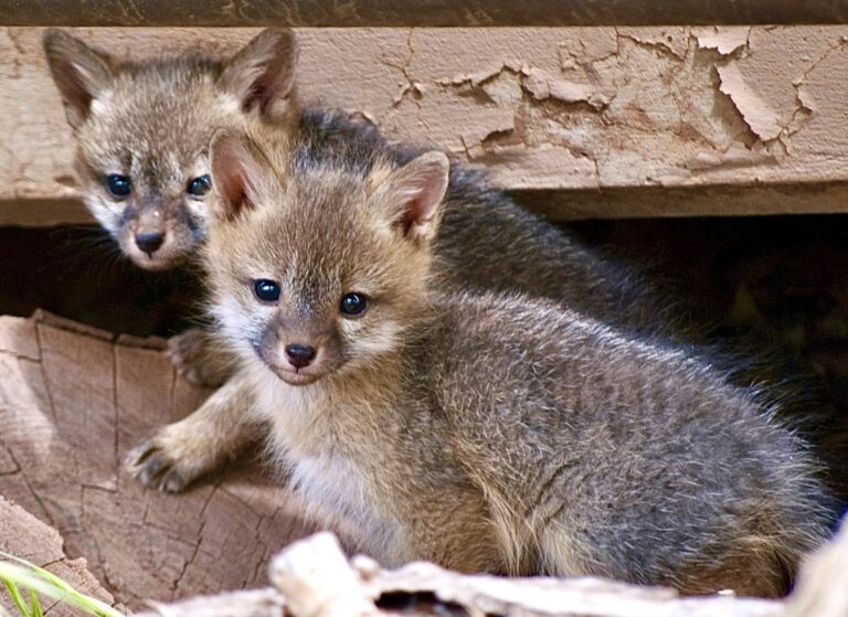 Victory! Court Upholds San Francisco Fur Ban As Constitutional In Response To A Lawsuit By The International Fur Trade Federation