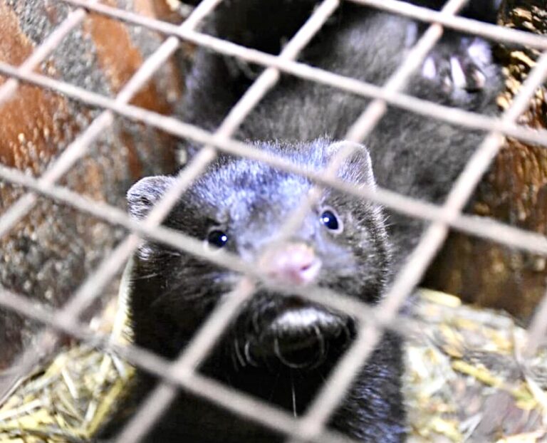 Major Victory! Sephora Bans Mink-Fur Eyelashes & Will Now Only Sell Synthetic Or Faux-Fur