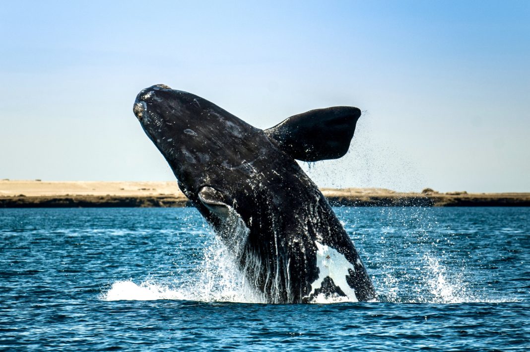 The North Atlantic Right Whale Is Now Ranked As Critically Endangered On The Updated IUCN Red