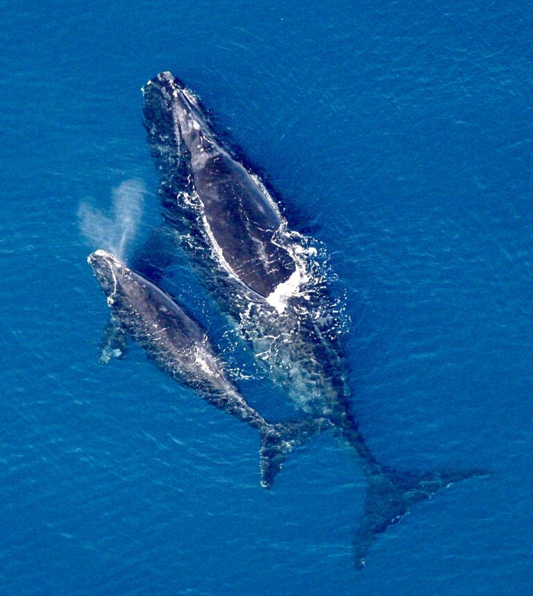 north atlantic wright whale parent and child