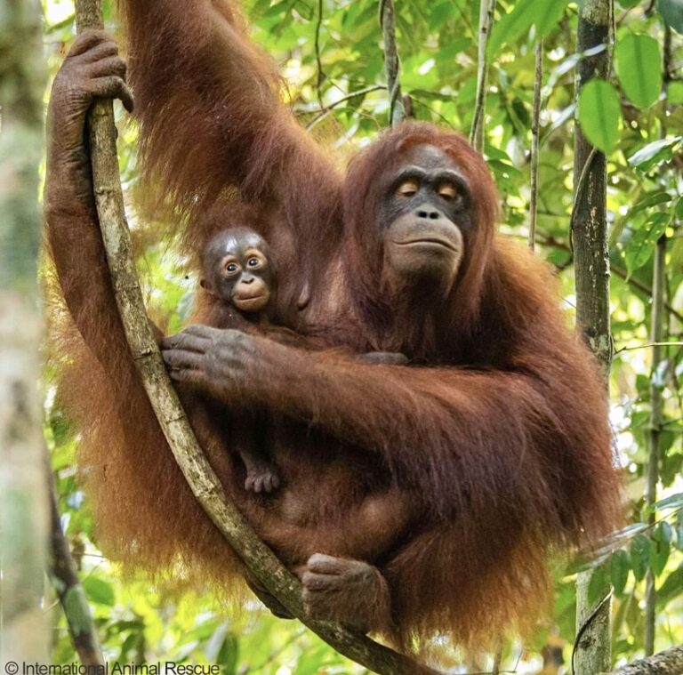 Two Rehabilitated Orangutans Have Given Birth To Their First Babies Ensuring The Future Of Their Species In Borneo