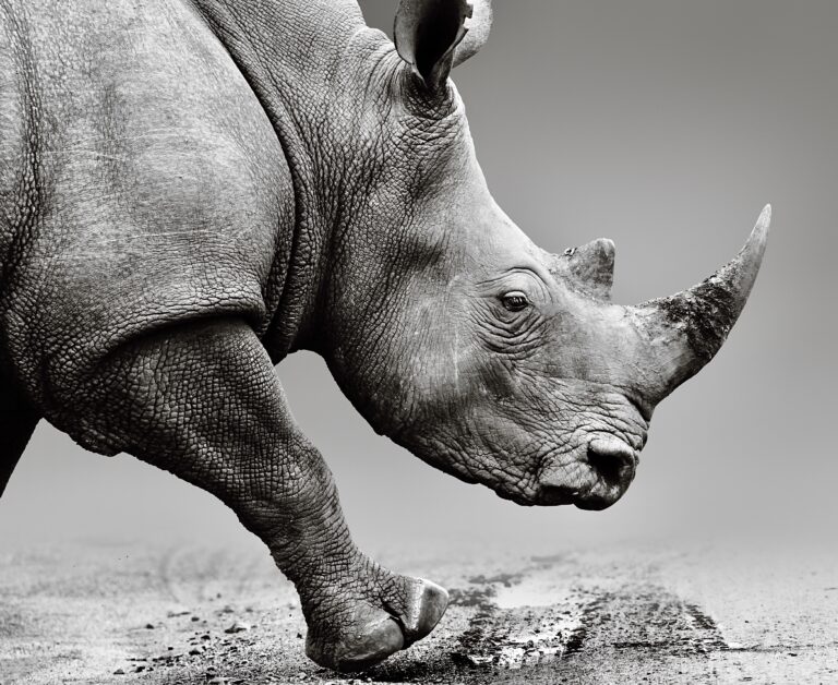 9 Members Of South Africa’s Most Notorious Wildlife Trafficking Gang Sentenced To More Than 56 Years In Prison