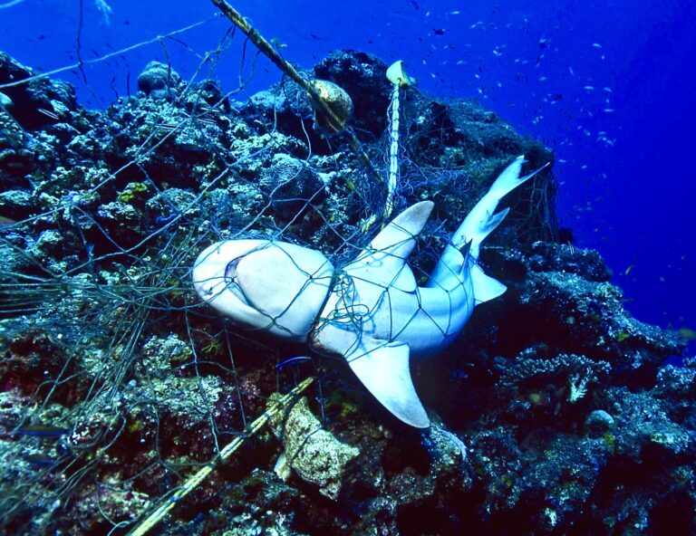 Australia’s Marine Life Death Toll Continues To Rise With Shocking Data Released About New South Wales’ Shark Net Problem
