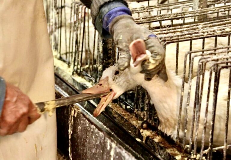 Confusing Court Decision Upholds California’s Foie Gras Ban But Will Allow Out Of State Purchases To Be Shipped To Customers In The State
