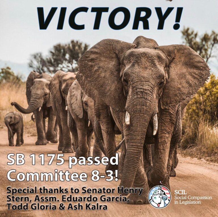 Breaking! Bill To Ban The Possession Of Wildlife “Trophies” In California Passes Assembly Committee With 8-3 Vote & Is One Step Closer To Becoming Law