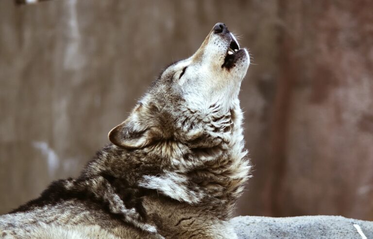 Shocking News! Female Wolf Killed By The Washington Department Of Fish & Wildlife Leaving Only Two Wolves Remaining In Her Pack