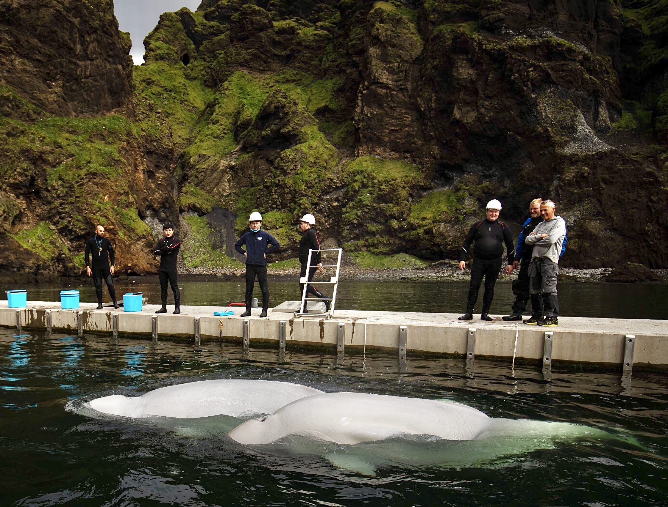 Captive Beluga Whales Named Little White & Little Grey Have Been