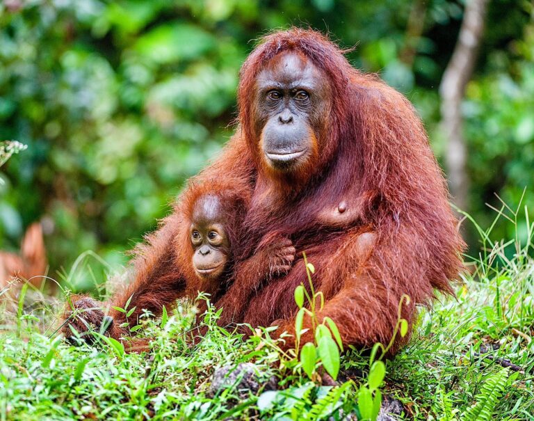 Help Save Orangutans By Joining Orang Utan Republik’s Livestream Of The 7th Annual Pongo Environmental Awards Tomorrow At 6:00pm PST On World Animal News