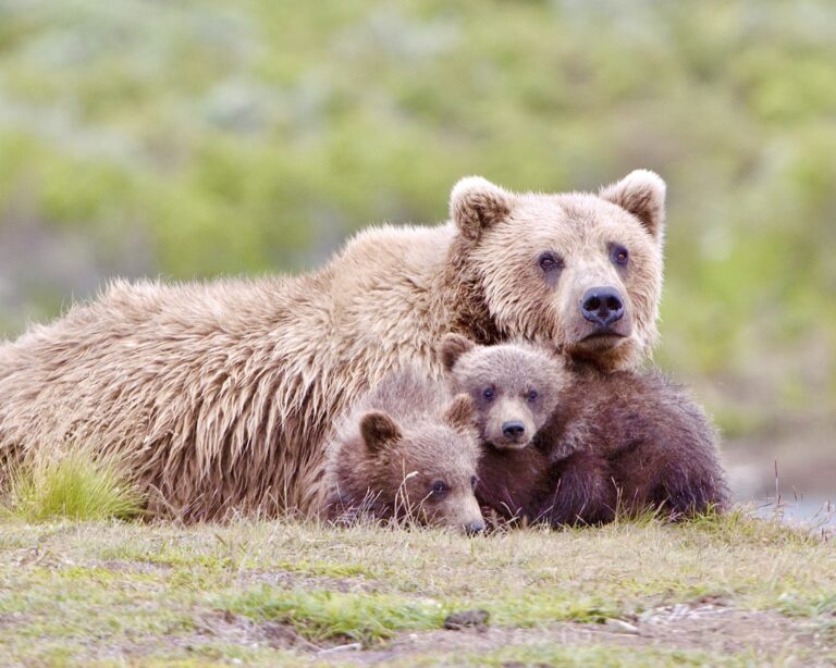 New Lawsuit Aims To Stop Hunters From Killing Bears & Their Cubs & Wolves & Their Pups During Denning Season In Alaska’s National Preserves