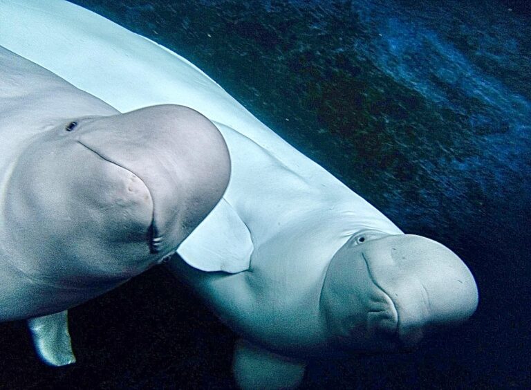 Captive Beluga Whales Named Little White & Little Grey Have Been Rescued From A Russian Research Center & Released To An Open Water Sanctuary In Iceland