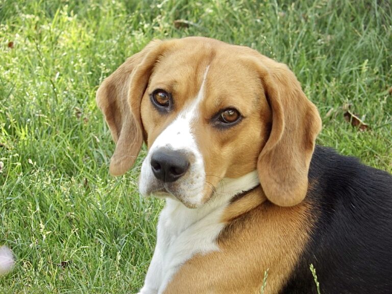 A Newly Introduced Bill In The United States Requires Companion Animal Survivors Of Laboratory Experiments To Be Adopted Into New Homes