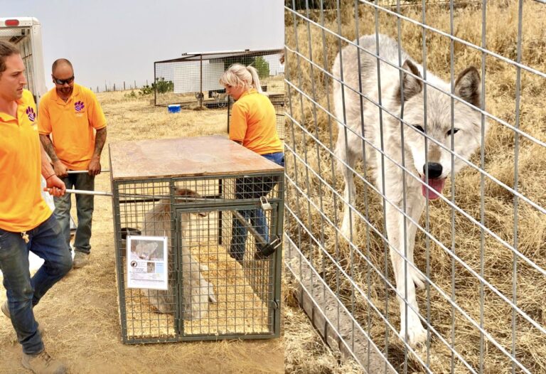 WAN Exclusive: W.O.L.F. Sanctuary Evacuates 30 Wolves & Wolf Hybrids From The Catastrophic Wildfires In Colorado