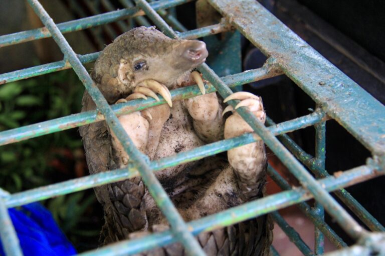 Breaking! United States To Decide If 7 Species Of Pangolins Will Receive Protection Under The U.S. Endangered Species Act