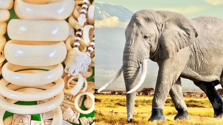 Breaking! The UK Supreme Court Upholds The Government’s Ban On Ivory By Revoking A Final Attempt By Antiques Dealers To Overturn It