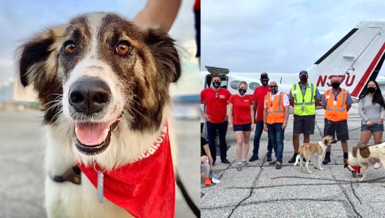 47 Dogs And Cats Have Been Rescued From Iraq And Adopted By U.S. Military Service Members That Were Deployed Overseas & Their Families
