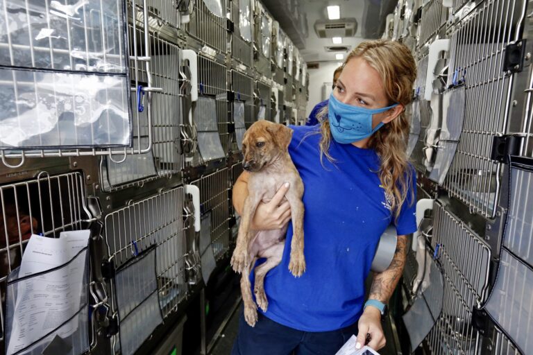 Humane Society Of The United States Deploys Rescuers To Evacuate Animals To Safe Havens As Tropical Storms Threaten The Gulf Coast