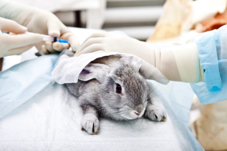 Victory! Colombia Joins 40 Countries Worldwide Banning The Use Of Animals In Cosmetics Testing Beginning In 2024