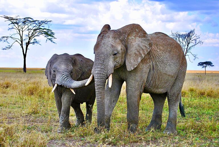 Breaking! Notorious Wildlife Poacher ‘Guyvanho’ Accused Of Killing 500 Elephants Sentenced To 30 Years In Prison