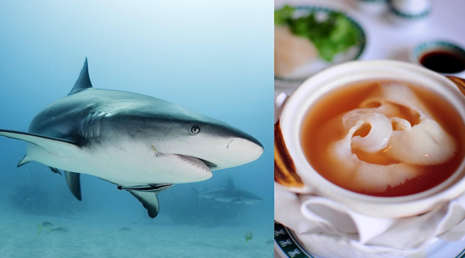 Sale and trade of shark fins to continue in Florida, despite
