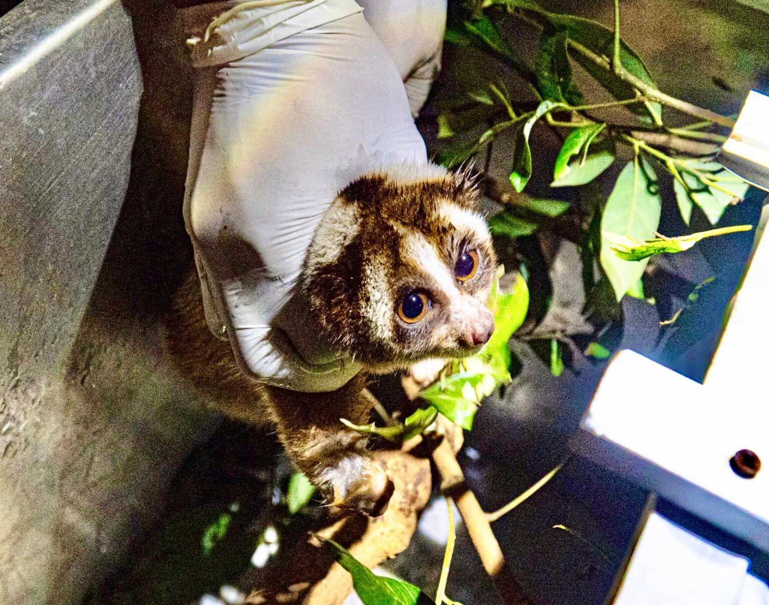 10 Critically Endangered Javan Slow Lorises Are Rescued & Will Be Set ...
