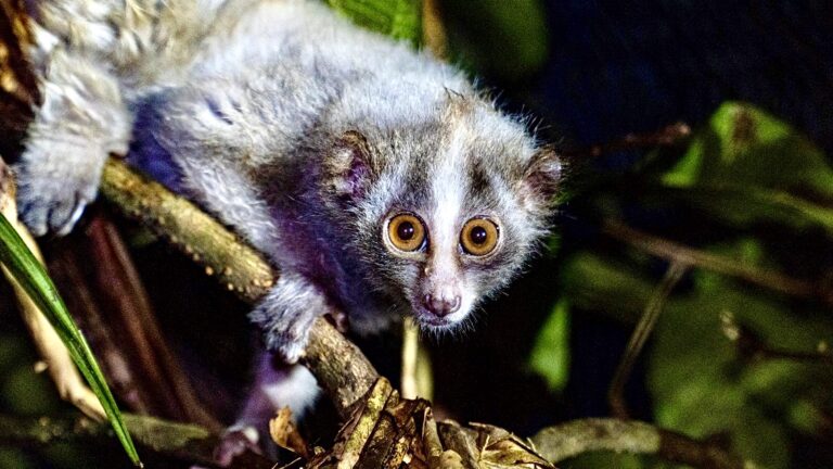 10 Critically Endangered Javan Slow Lorises Are Rescued & Will Be Set Free In The Indonesian Rainforest