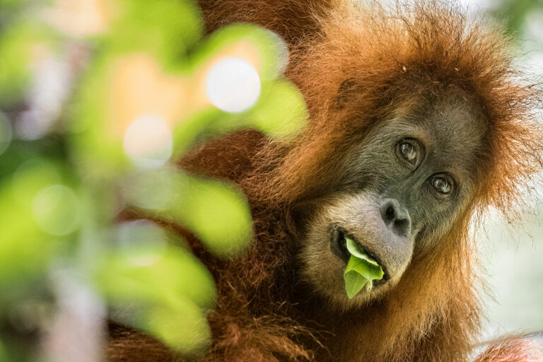 WAN Exclusive: Urgent Help Needed To Stop The Destruction By Martabe Goldmine Of Rainforest Habitat Of The Last 800 Critically Endangered Tapanuli Orangutans In Sumatra