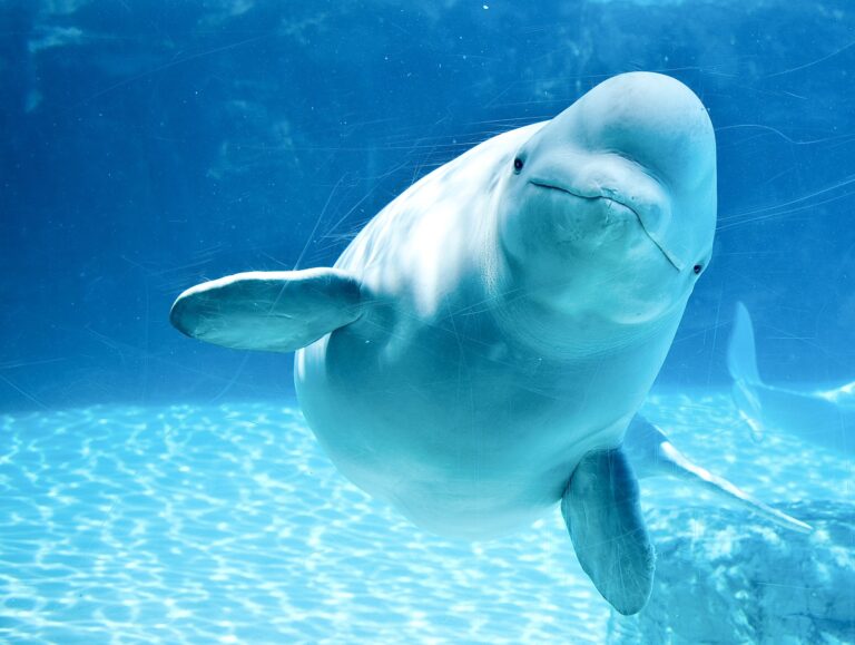 Despite Public Opposition, NOAA Fisheries Approves A Permit To Import 5 Beluga Whales To Mystic Aquarium But Imposes Restrictions On Breeding, Public Interaction & Training For Performances
