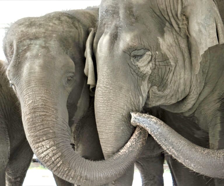 Breaking! 30 Retired Circus Elephants To Be Released Into White Oak Conservation’s New 2,500-Acre Habitat Within Its Florida Sanctuary