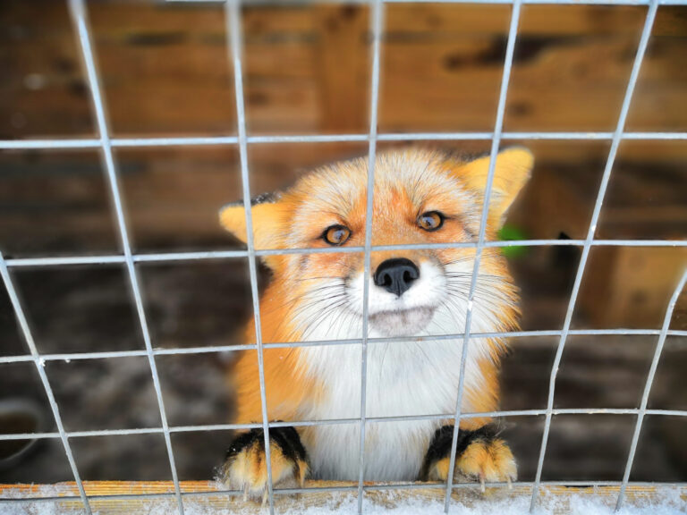 Finland Takes A Historic Stand Against Fur Farming & Sales Moving One Step Closer Towards A Ban