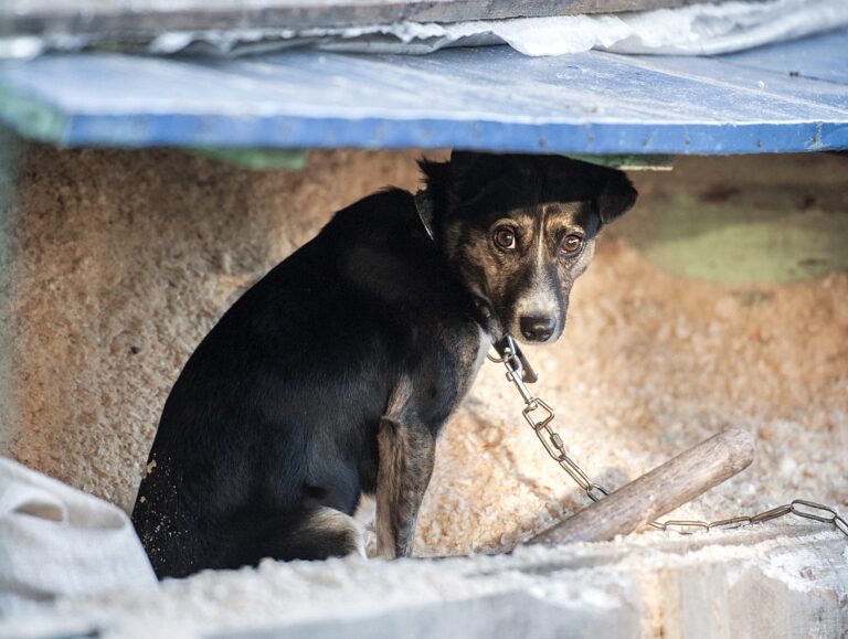 New Bill Requires Creation Of A Dedicated U.S. Department Of Justice Division To Ensure The Enforcement Of Animal Cruelty Crimes